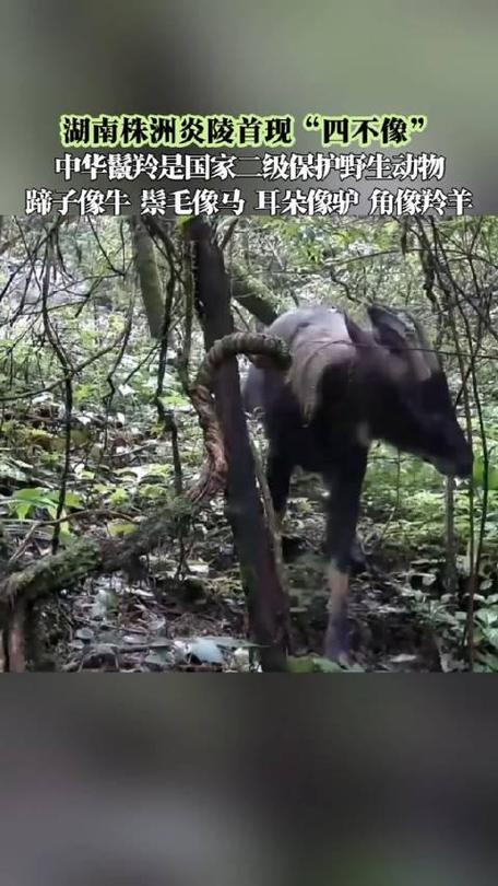 武汉四不像研发机构，实力到底有多牛「四不像是谁」 融资新闻
